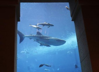 Dubai hotel releases whale shark back into the wild