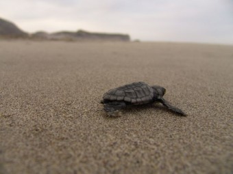 caretta caretta turkey