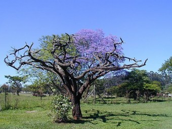 trees bloom south africa