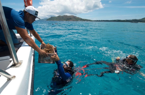 In the Seychelles, coral reefs face climate change threat