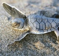 Caretta caretta’ların sahiline otel yapılıyor