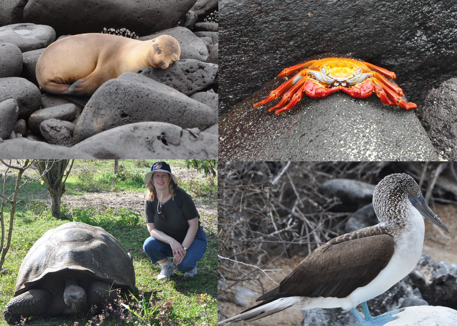 The-galapagos-islands