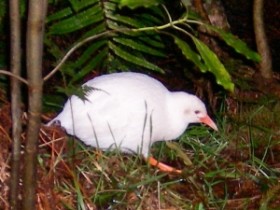 Yeni Zelanda Güney Adasında Görülen Albino Weka