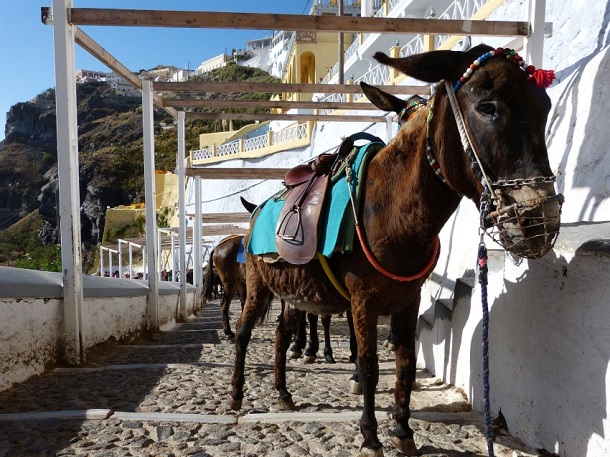 Eşşekler Mikonos, Santorni ve Paros adalarının vazgeçilmez ulaşım araçları Eşşekler Mikonos, Santorni ve Paros adalarının vazgeçilmez ulaşım araçları