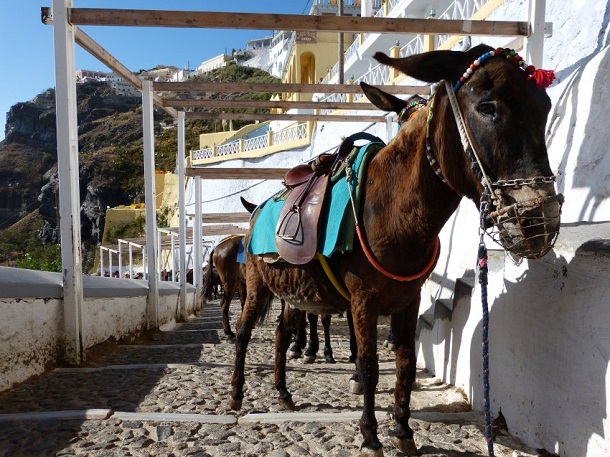 Eşşekler Mikonos, Santorni ve Paros adalarının vazgeçilmez ulaşım araçları