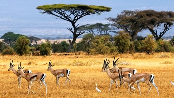  Afrika Safari Turları