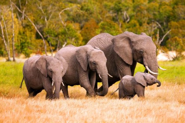 Mozambik Turları Safari