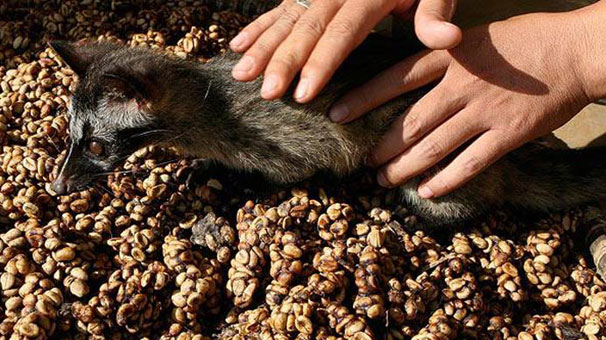 Kopi Luwak Bali Kahvesi