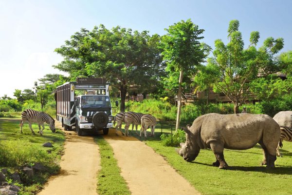 Endonezya'da Stegodon Fili Fosili Bulundu 9 Bali Safari ve Marina Parkı