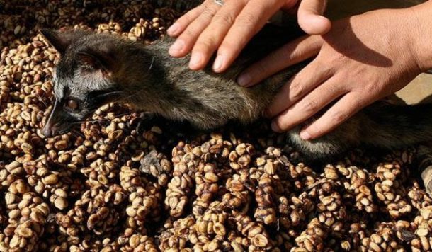 Luwak Kahvesi Tadımı