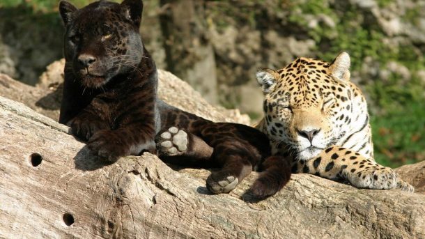 salzburg zoo