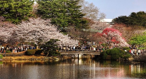 Shinjuku Gyoen Ueno Park 3