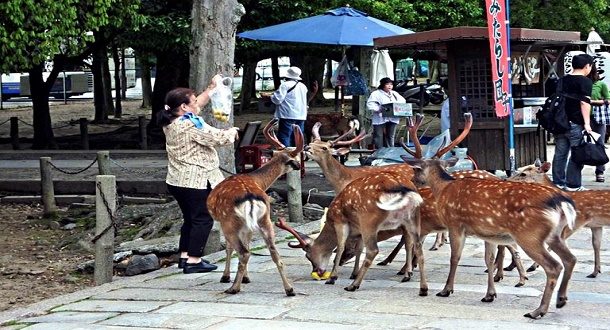 sika geyikleri 1