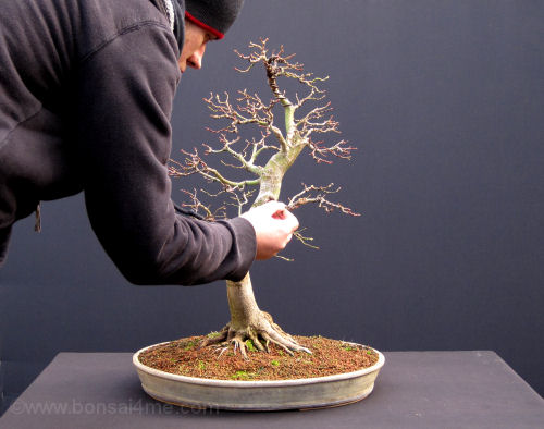 japanese bonsai 1