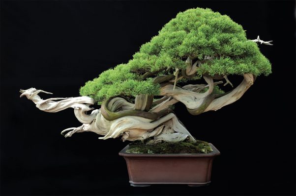 japanese bonsai 11