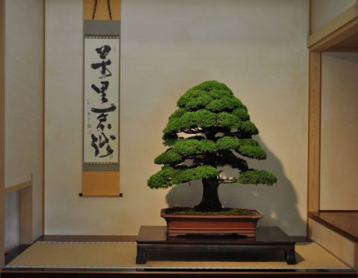 japanese bonsai 12