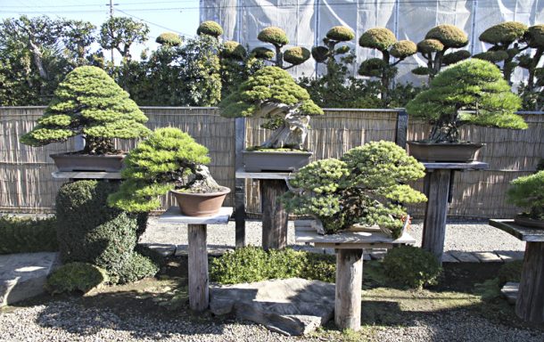 japanese bonsai