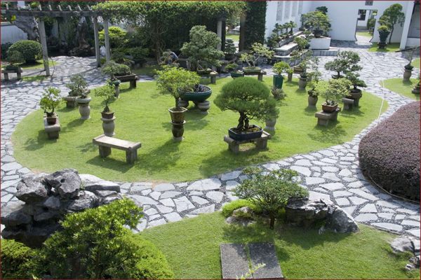 japanese bonsai 14