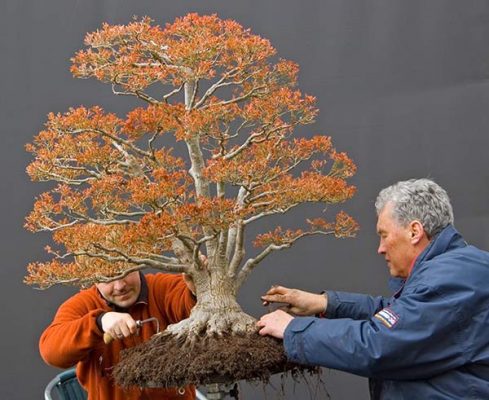japanese bonsai 3