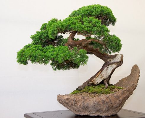 japanese bonsai 6