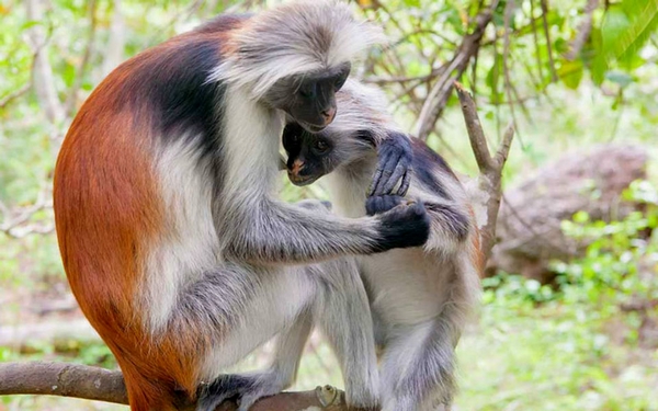 Zanzibar-Colobus