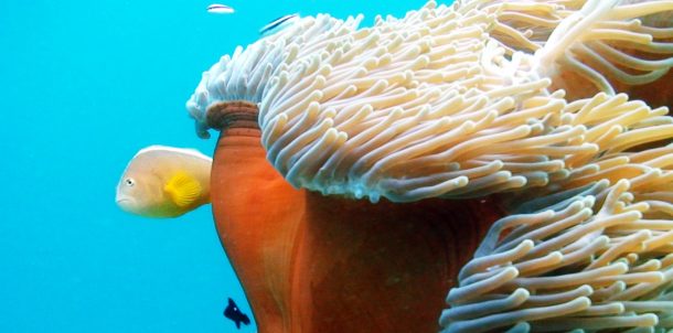 pemba adasi zanzibar dalis diving