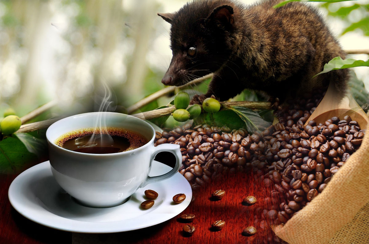 Dünyanın en pahalı kahvesi Luwak'ın tadına bakın