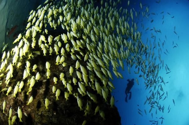 Mauritius  Belle Mare dalış için çok ideal