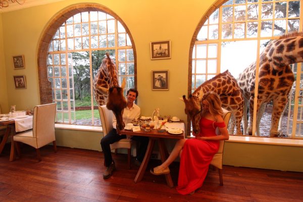 Nairobi Kenya Giraffe Manor lüks balayı tatilinde zürafalarla tanışın