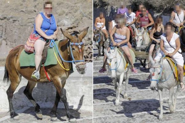 Eşekleri sakatlayan obez turistler Yunan Adası Santorini'yi karıştırdı!