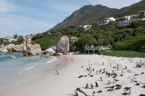 İnstagram'a göre Dünyanın En İyi 10 Plajı Boulders Güney Afrika