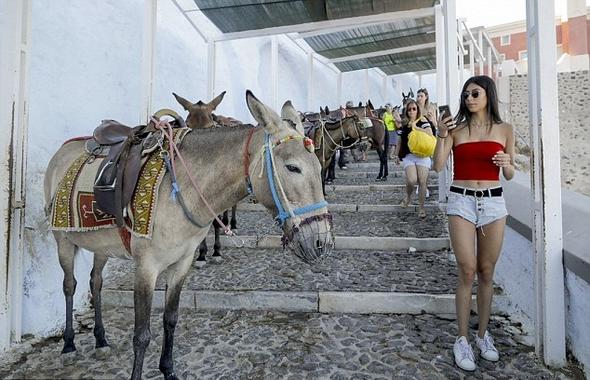 Yunan Adası Santorini'de obez turistler eşekleri sakatlıyor