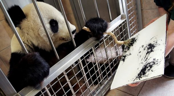 Viyana'nın sanatçı pandası Yang Yang turistleri resimleriyle karşılıyor!