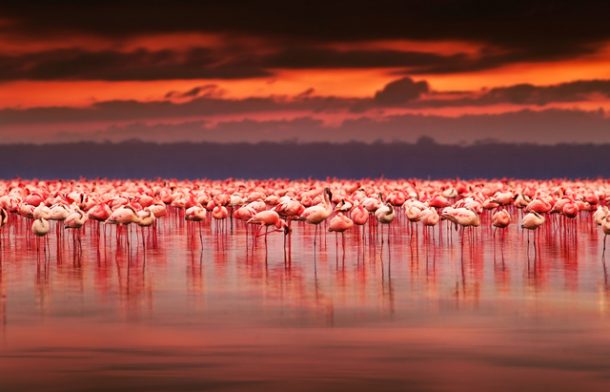 Flamingoları ile ünlü Tuz gölü turistleri çekiyor