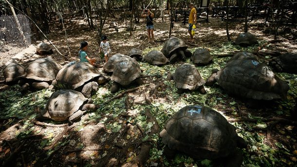 Prison Island ya da Kaplumbağa Adası olarak biliniyor