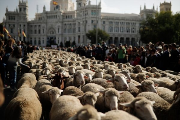 Madrid sokaklarında 1500 koyunla Trashumancia Şenliği 