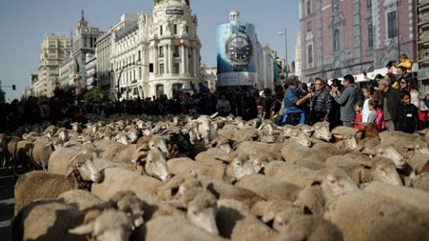 İspanya'nın başkenti Madrid sokaklarında 1500 koyunla Trashumancia Şenliği düzenlendi