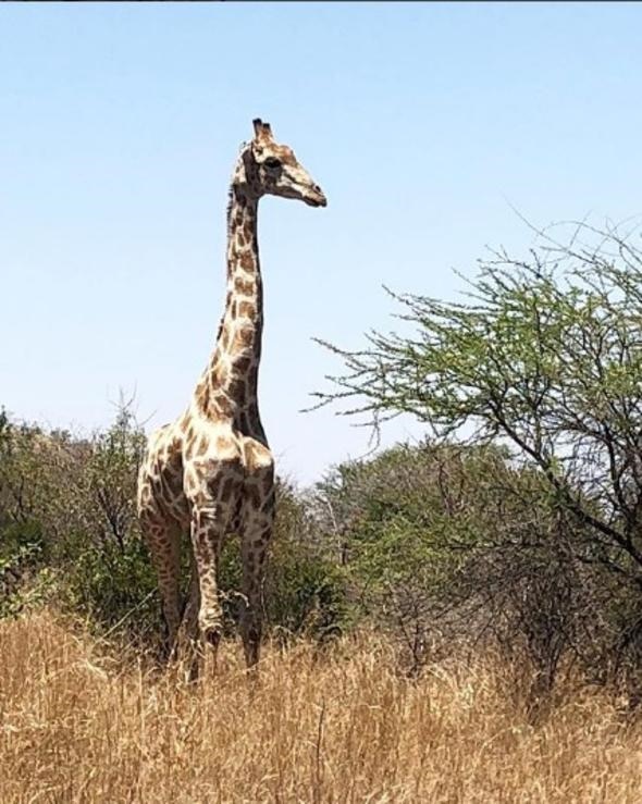 Pınar Altuğ Afrika tatilindeki safariden fotoğraf paylaştı