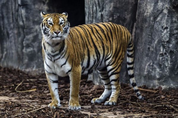 Aslan Parkı ziyaretçilere açıldı