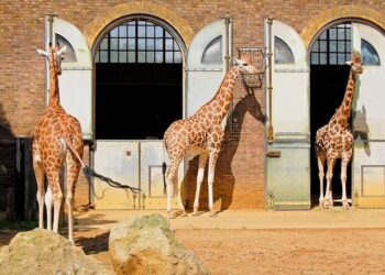 London Zoo, the National Maritime Museum and the Natural History Museum lead the way with three nominations each in this year's shortlist for the capital's top tourism awards, which was announced today.