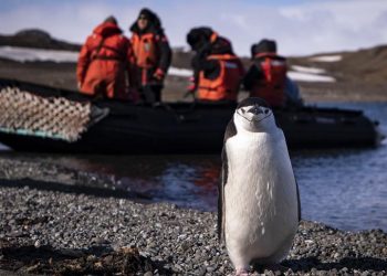 Turkish team arrives in Antarctica for polar research
