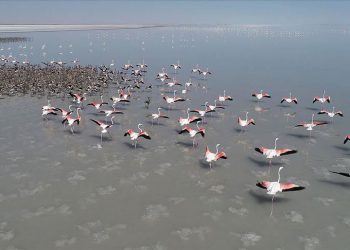 Salt Lake welcomes thousands of flamingo chicks