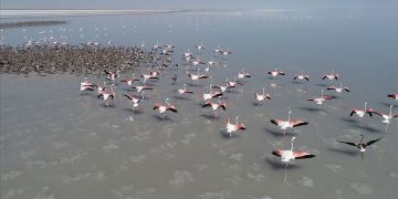 Salt Lake welcomes thousands of flamingo chicks