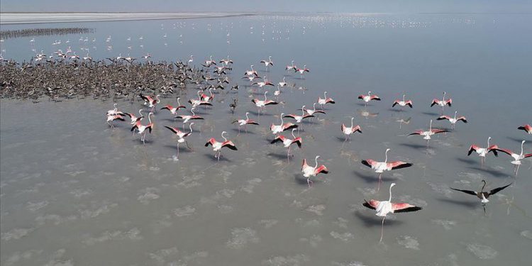 Salt Lake welcomes thousands of flamingo chicks 1 Salt Lake welcomes thousands of flamingo chicks