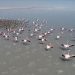 Salt Lake welcomes thousands of flamingo chicks 22 Salt Lake welcomes thousands of flamingo chicks