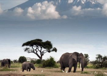 East African business bloc urges support for tourism