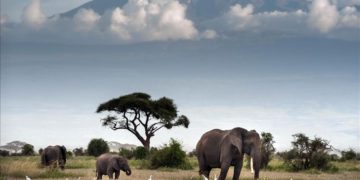 East African business bloc urges support for tourism