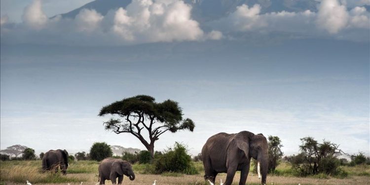 East African business bloc urges support for tourism 1 East African business bloc urges support for tourism