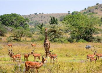 Botswana to re-open wildlife national park 13 Botswana to re-open wildlife national park