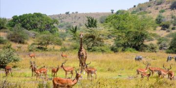 Botswana to re-open wildlife national park